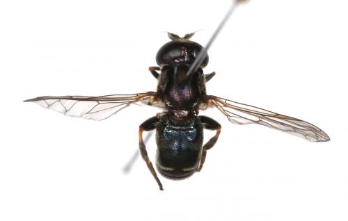 Réf. 293 530 : Eumerus sp.